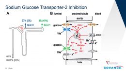 Sodium-Glucose-Transporter-2-Inhibition-An-Important-Advancement-for-Patients-with-T2D-and-CKD